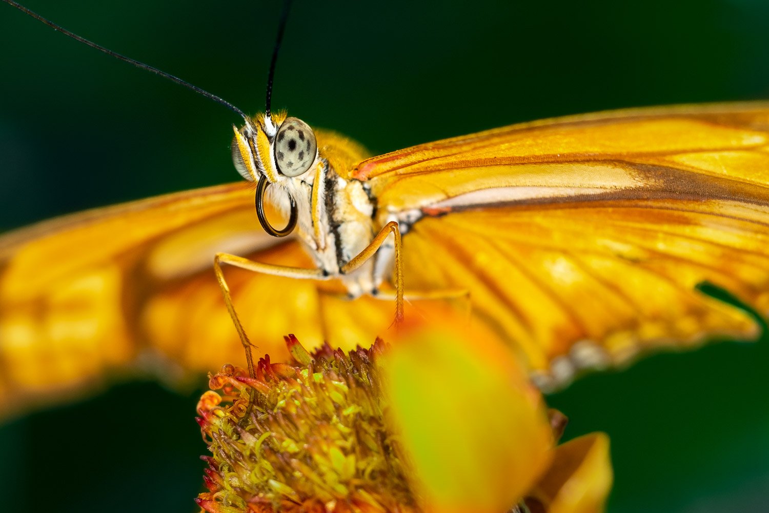 Julia longwing butterfly macro portrait
