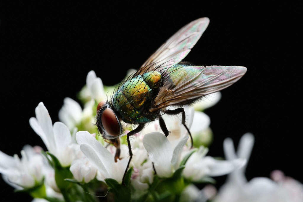Common European Greenbottle Fly macro photograph