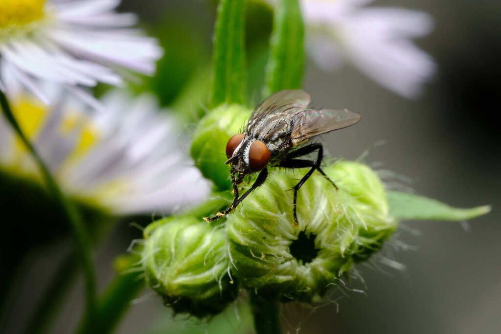 Muscoid Fly macro photograph