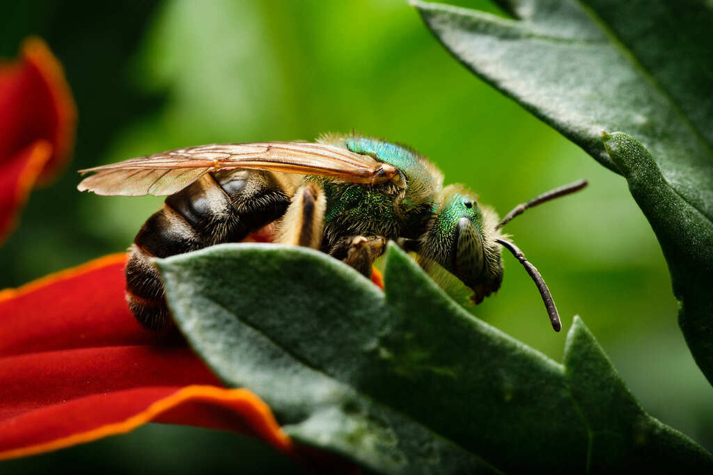 Bicolored Striped Sweat Bee macro photograph