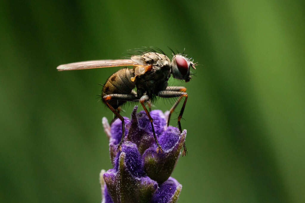 Tiger Fly macro photograph