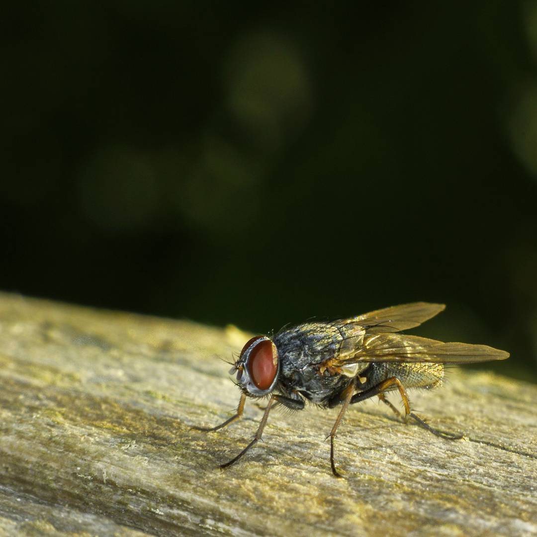 Flesh Fly macro photograph