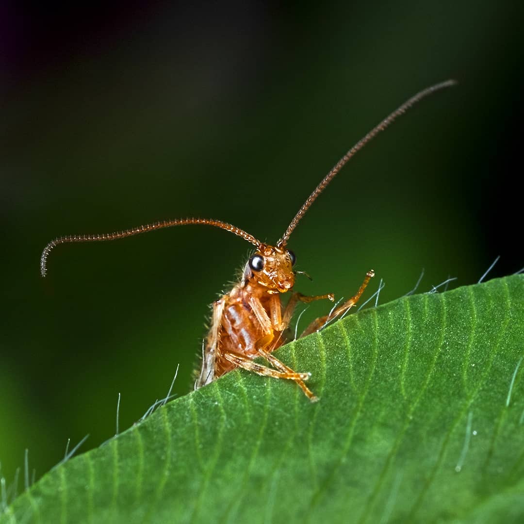 Flower Thrip macro photograph