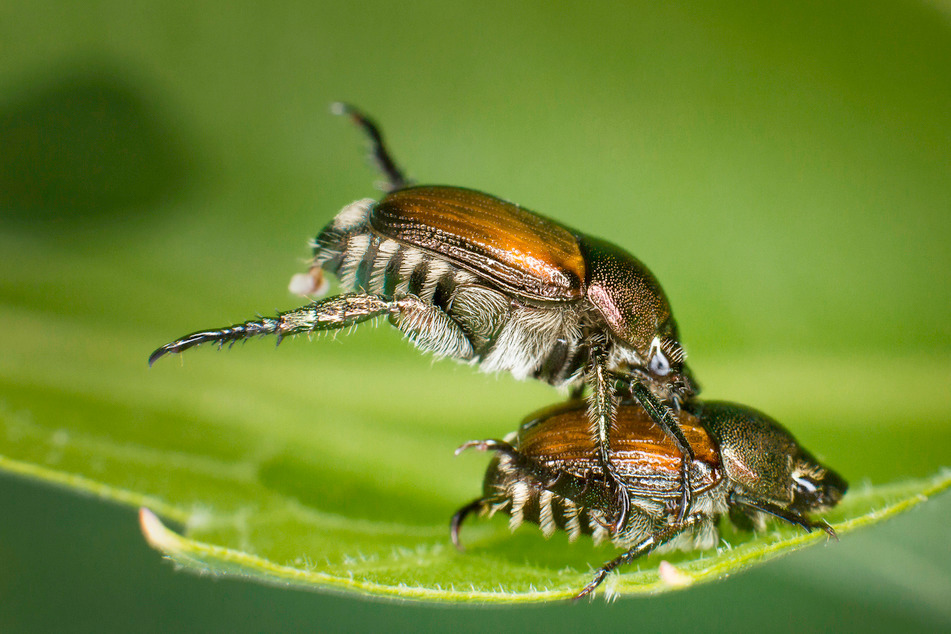 Japanese Beetles mating macro photograph