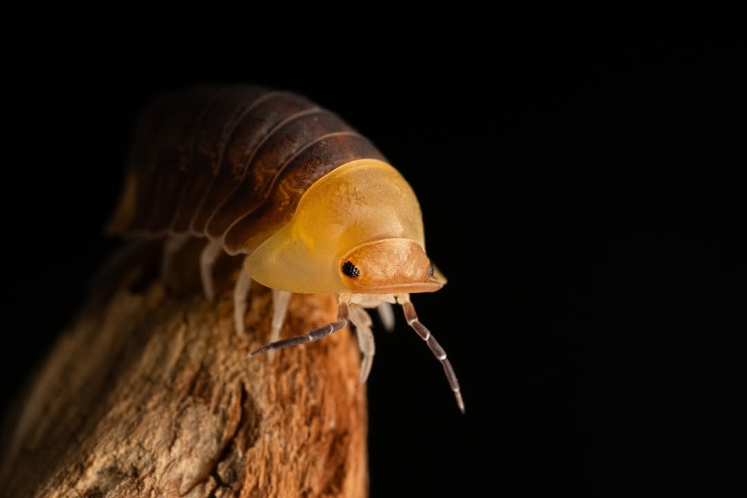 Rubber Ducky Isopod macro photograph