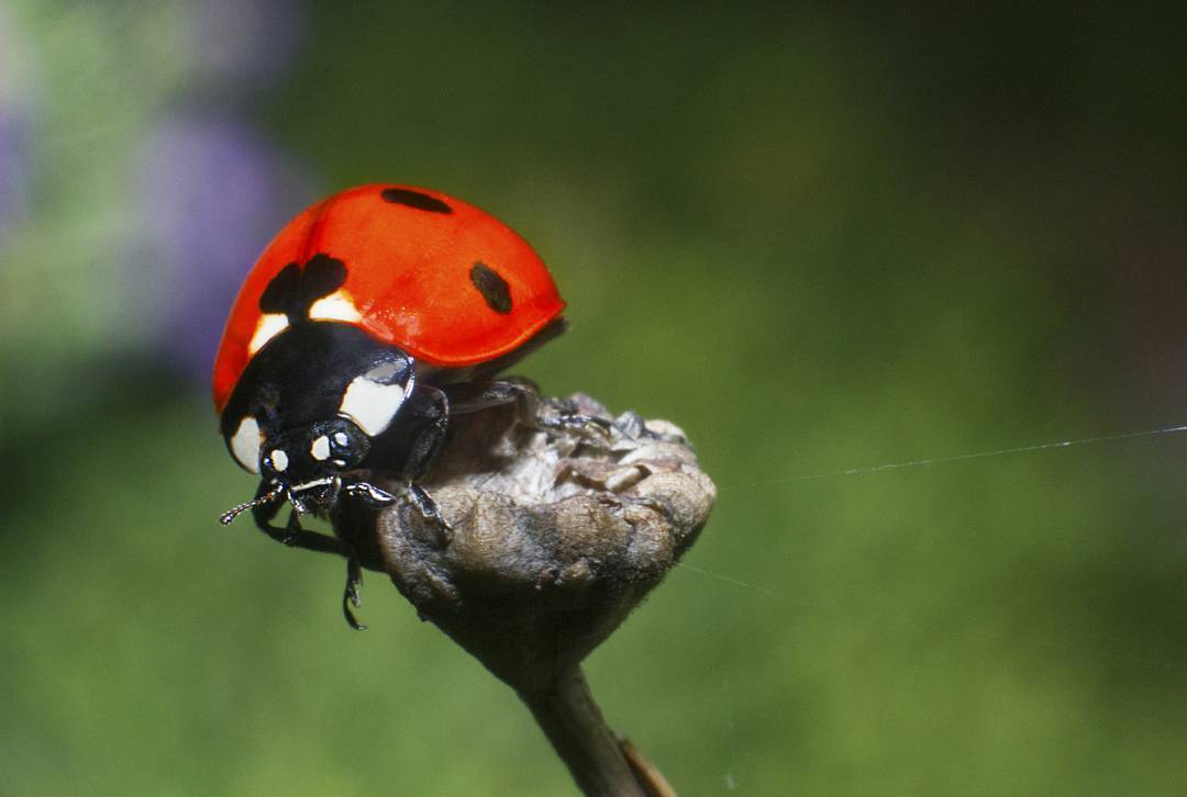Seven-Spotted Ladybug macro photograph