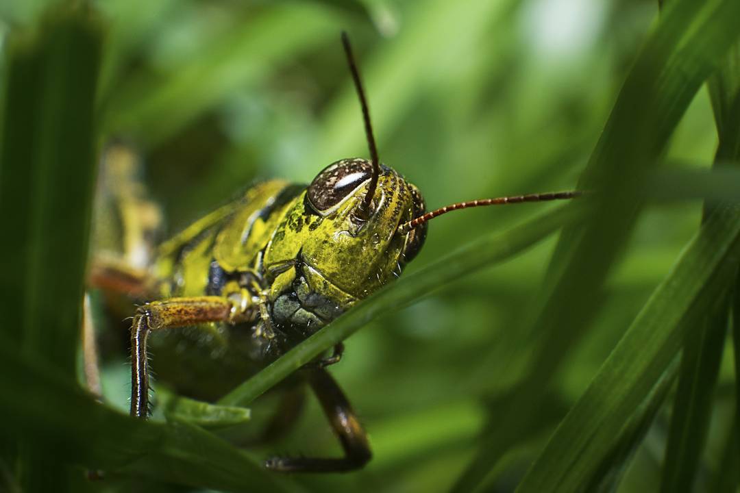 Two-Striped Grasshopper macro photograph