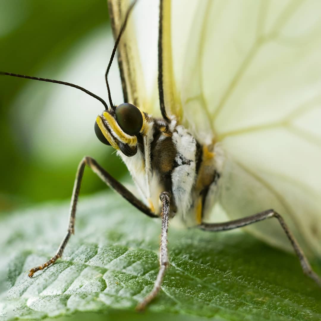 White Morpho Butterfly macro photograph